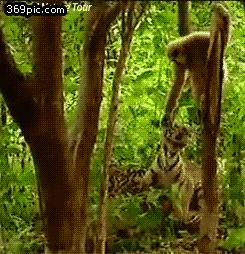 历史中的巢湖人:神话时期的疯狂原始人