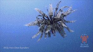 鱼缸里的鬼畜担当—海百合