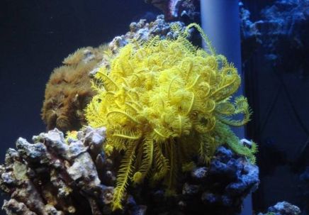 鱼缸里的鬼畜担当—海百合