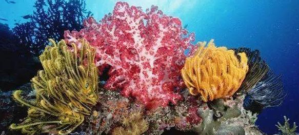 鱼缸里的鬼畜担当—海百合