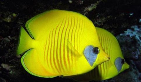 海洋海底小百科,海洋小百科海洋生物