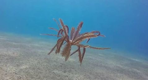 鱼缸里的鬼畜担当—海百合