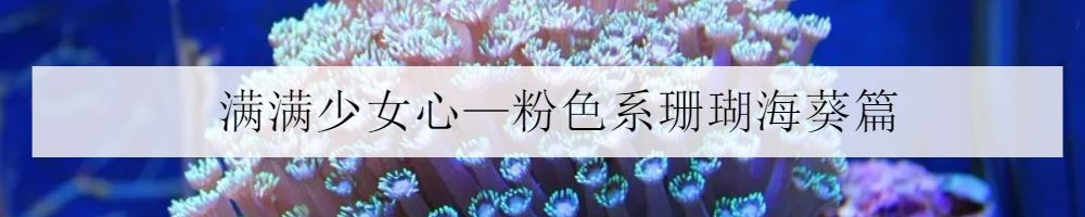 海洋海底小百科,海洋小百科海洋生物