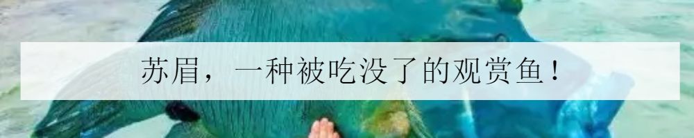 鱼缸里的鬼畜担当—海百合