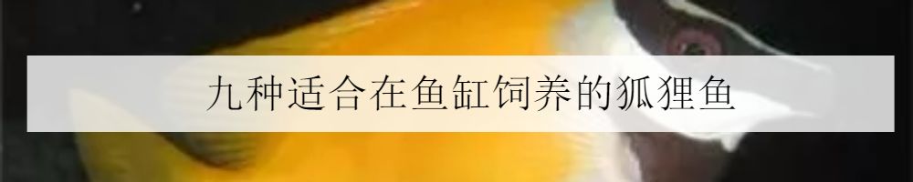 鱼缸里的鬼畜担当—海百合