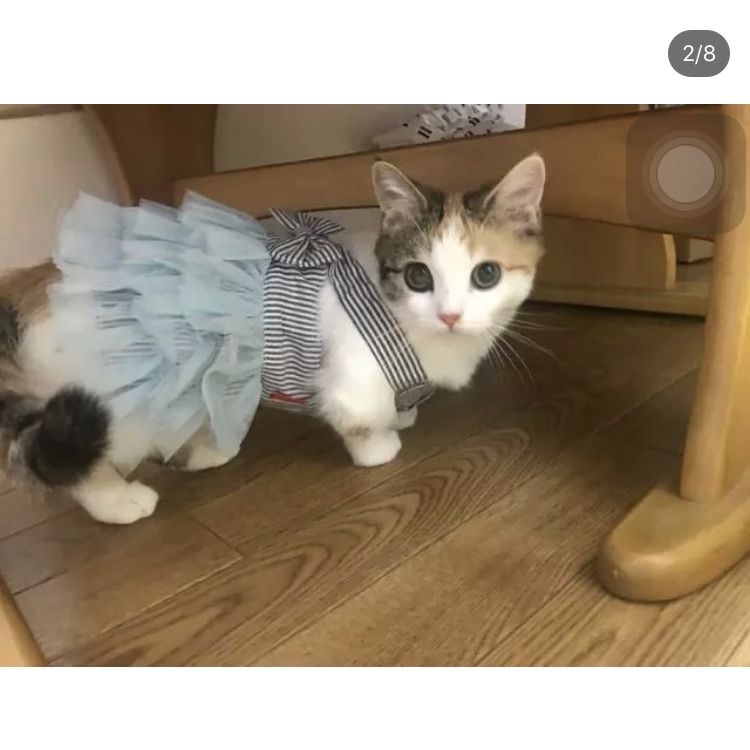 认识一下猫中柯基，腿好短就是到处跑，还跑的贼快，萌哭了