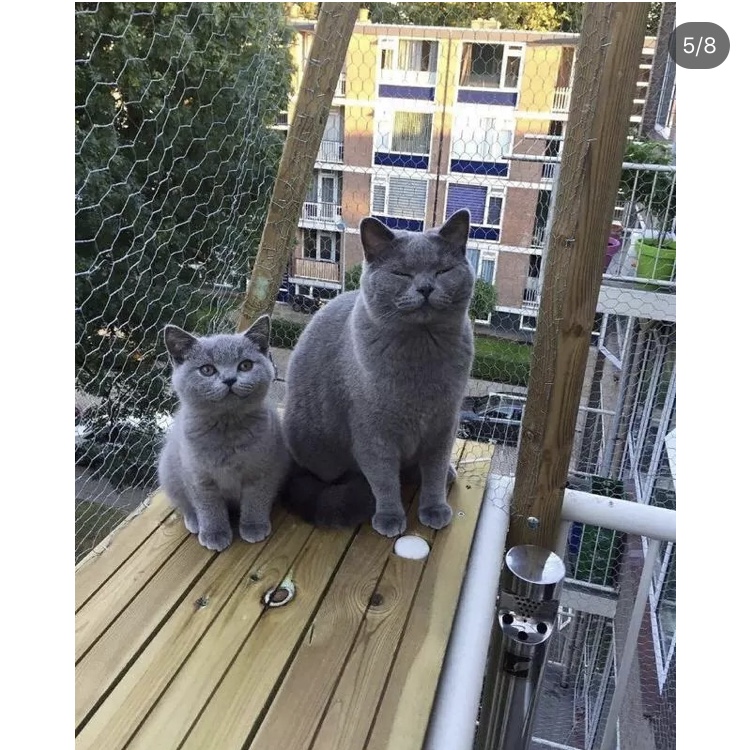 认识一下猫中柯基，腿好短就是到处跑，还跑的贼快，萌哭了