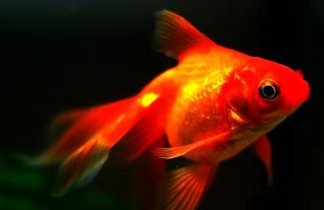 观赏鱼的养殖密度标准,观赏鱼原本以为这么大密度不好养