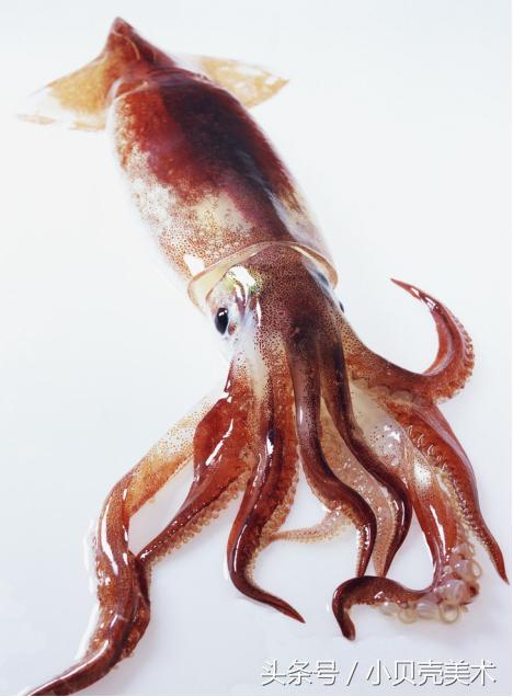 少儿创意美术《章鱼》,海底世界好神奇!