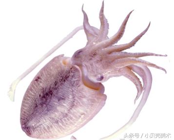 少儿创意美术《章鱼》,海底世界好神奇!