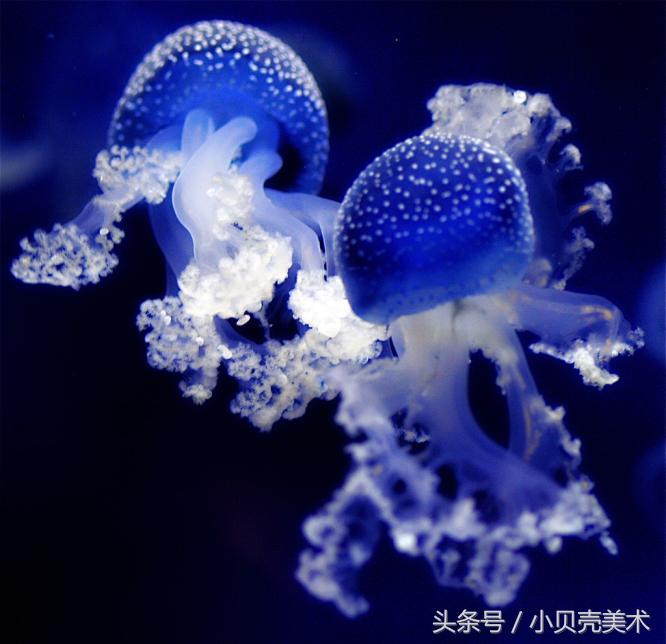 少儿创意美术《章鱼》,海底世界好神奇!