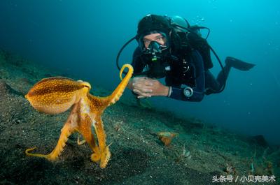 少儿创意美术《章鱼》，海底世界好神奇！