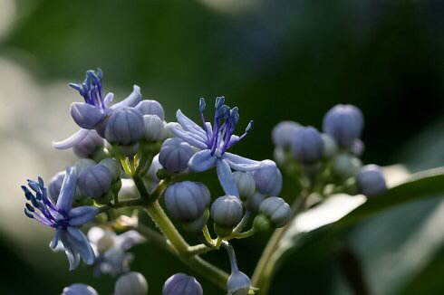 中药材常山还叫什么,中药材常山批发