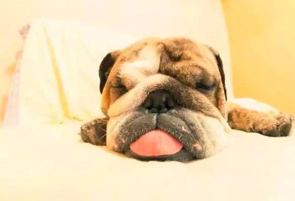 小心！这九大致死原因很容易从铲屎官手上掳走狗子！