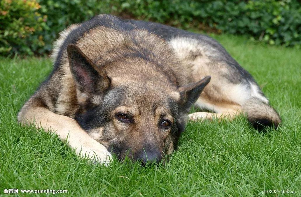 小心！这九大致死原因很容易从铲屎官手上掳走狗子！