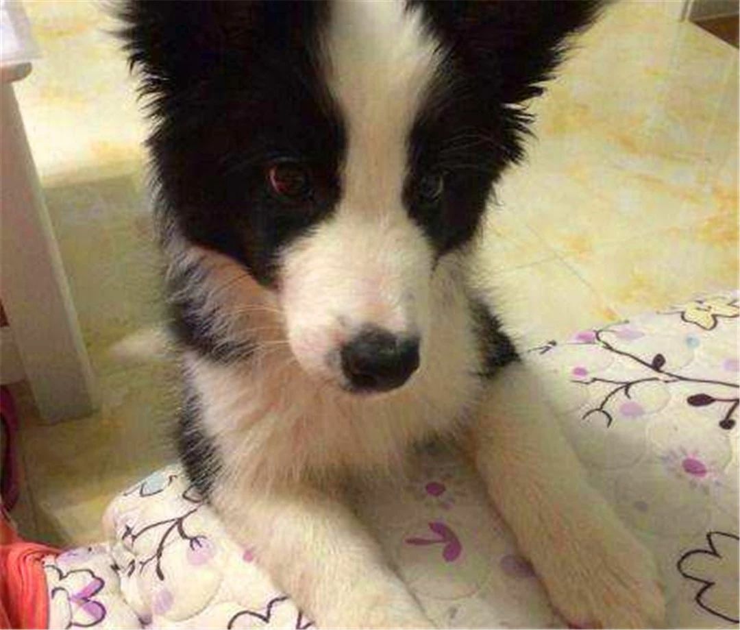 边牧不听话教你几招正确训犬方法,边牧被主人打后记仇吗为什么