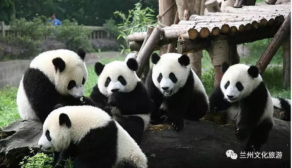 兰州哪里能看大熊猫,兰州能看大熊猫吗