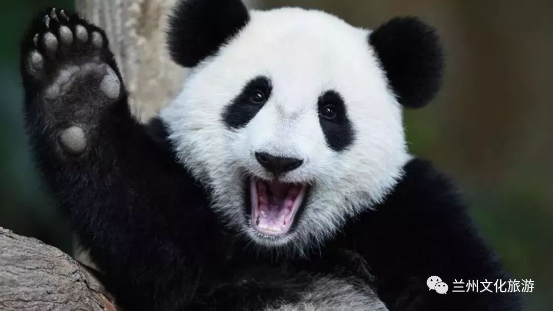 兰州哪里能看大熊猫,兰州能看大熊猫吗