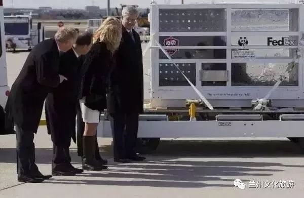 兰州哪里能看大熊猫,兰州能看大熊猫吗