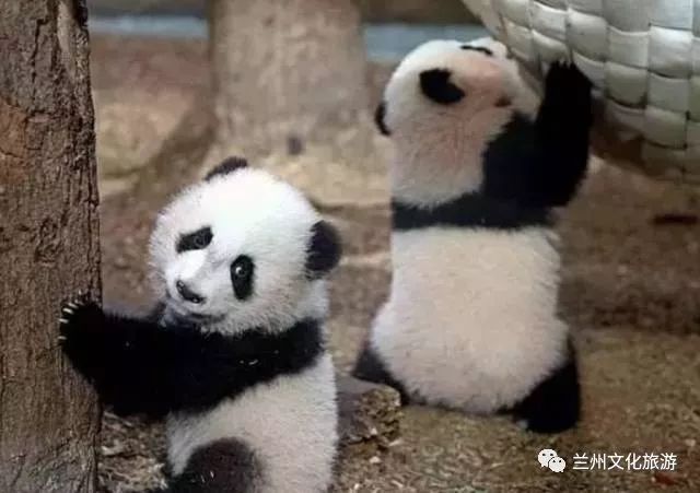 兰州哪里能看大熊猫,兰州能看大熊猫吗