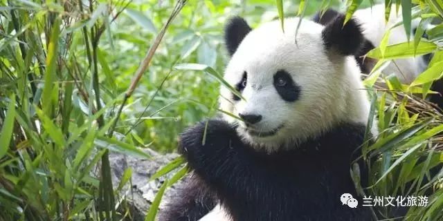 兰州哪里能看大熊猫,兰州能看大熊猫吗