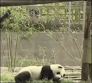 兰州哪里能看大熊猫,兰州能看大熊猫吗