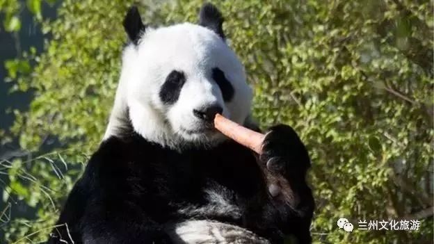 兰州哪里能看大熊猫,兰州能看大熊猫吗