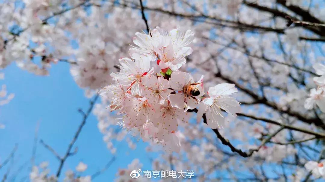 神一样的大学！南京邮电大学要说第二，没人敢说第一了！