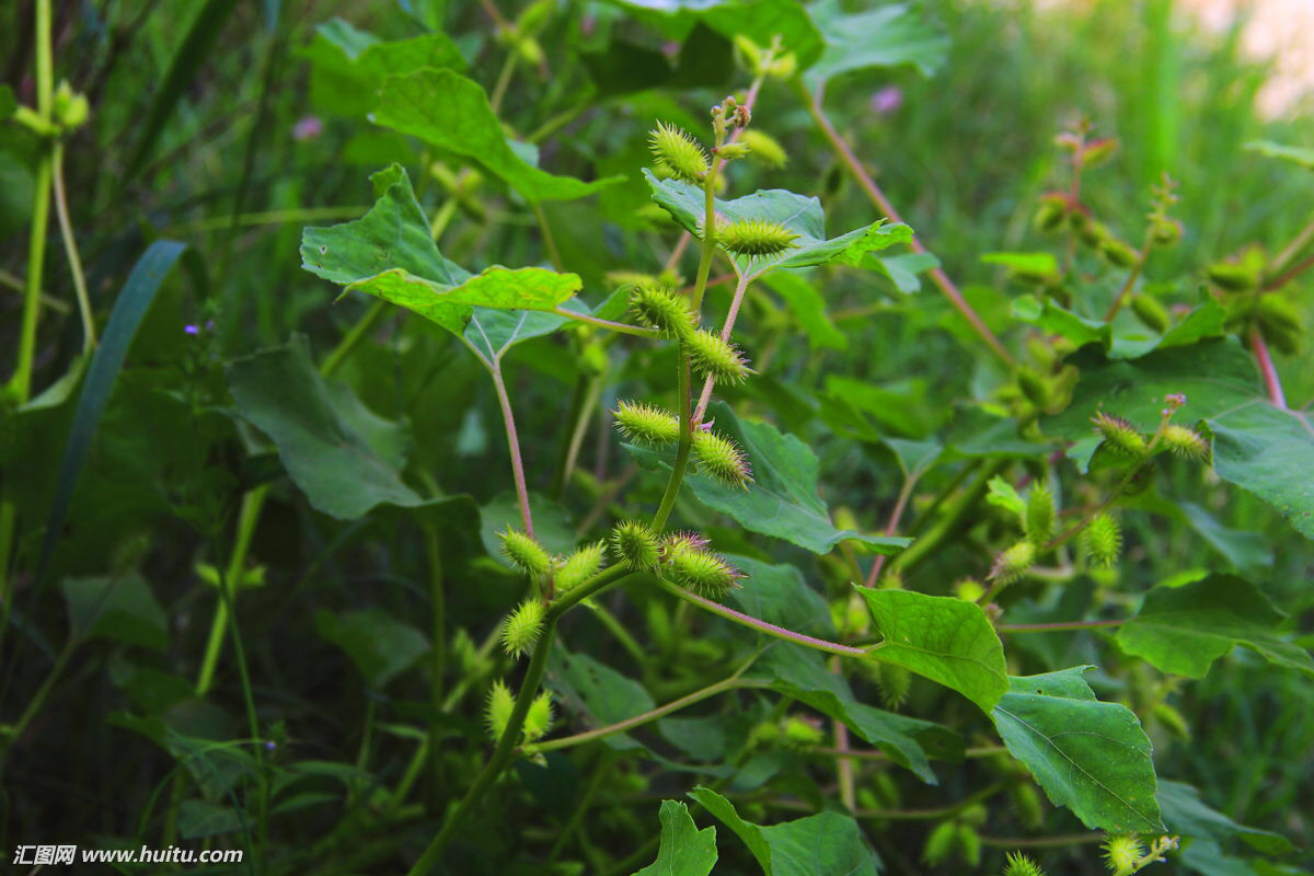 中药材苍耳子收购价格,中药材苍耳的图片
