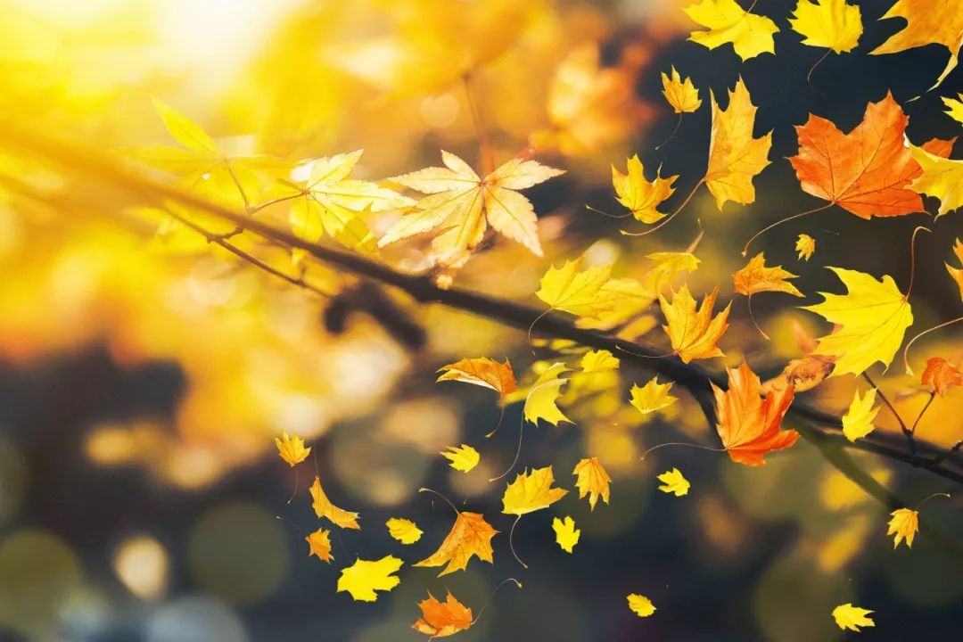 江南诗友会,浙江诗友会