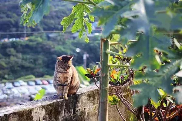 复古文创街区,台湾文创园区特色