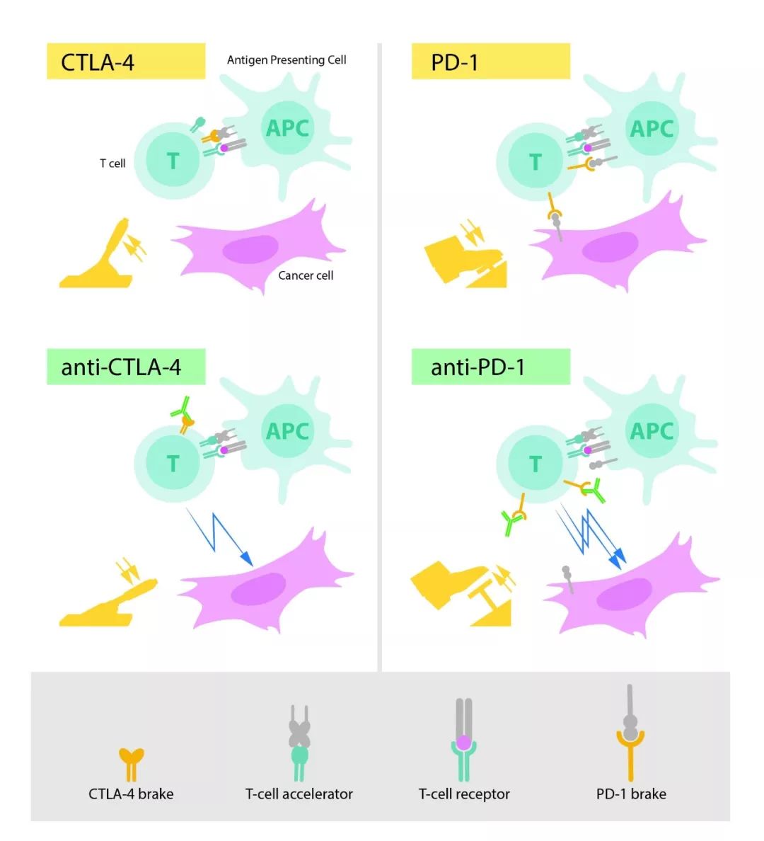 2019年诺贝尔生理或医学奖,2018年诺贝尔生理学或医学奖