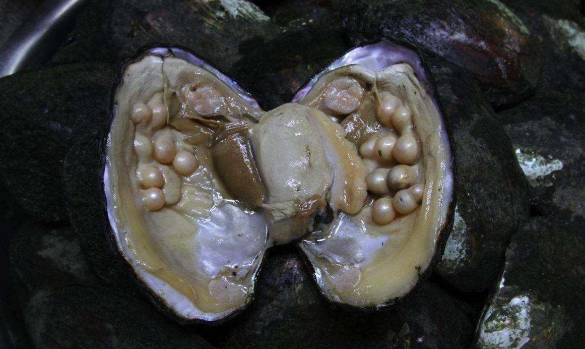 对外开放对我国经济建设的影响,对外经济开放地带