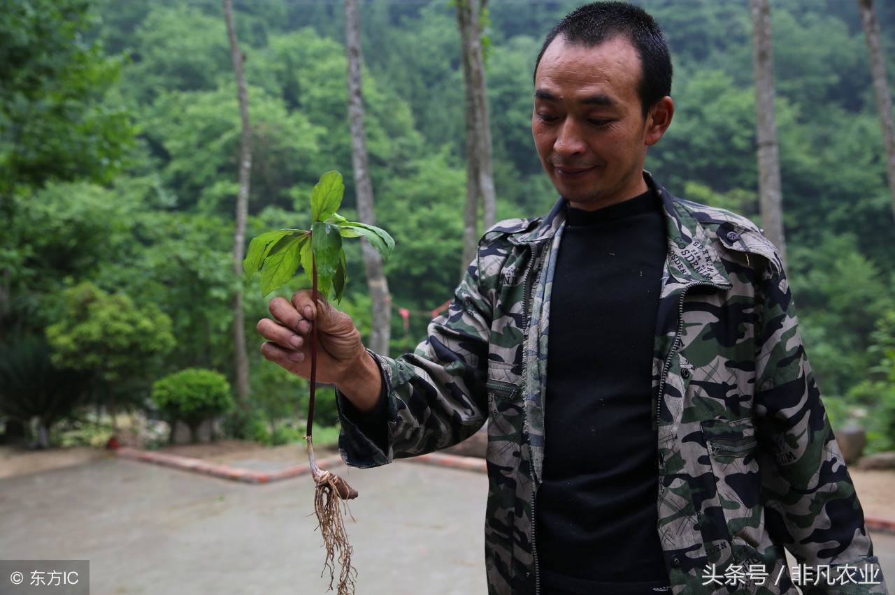 农村有什么经济作物不愁销路,利润高不愁销路的经济作物