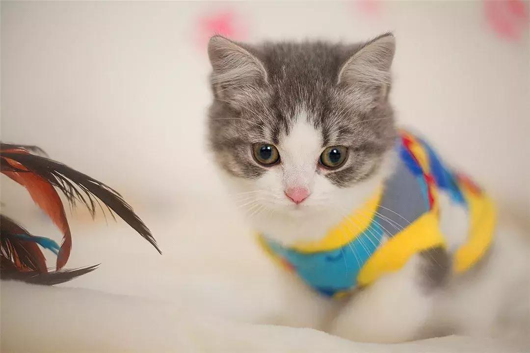 领养猫咪被索回,领养猫被领猫人骗了怎么办