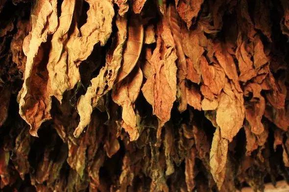 尼古丁让人上瘾的原理,尼古丁让人兴奋还是冷静