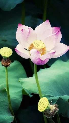 碧桂园·天樾湾交房实景,碧桂园天樾湾户型图