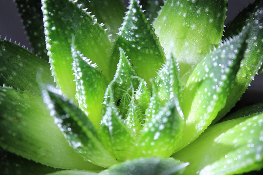 芦荟分可食用和不可食用吗,芦荟可食用好吃吗