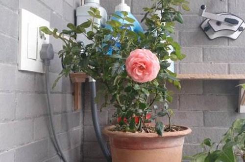 蔷薇花如何除虫害,蔷薇花被虫咬用什么药