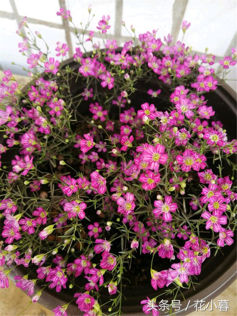 满天星苗蔫了如何救活,满天星刚发芽又枯萎了怎么办