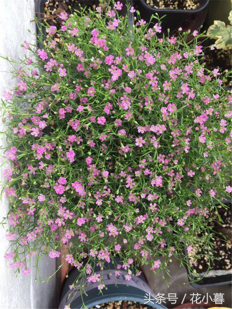 满天星苗蔫了如何救活,满天星刚发芽又枯萎了怎么办