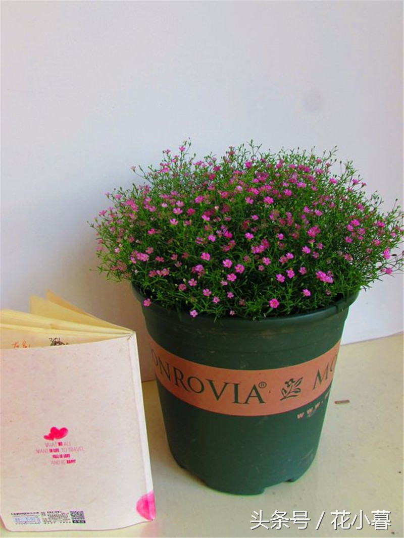 满天星苗蔫了如何救活,满天星刚发芽又枯萎了怎么办