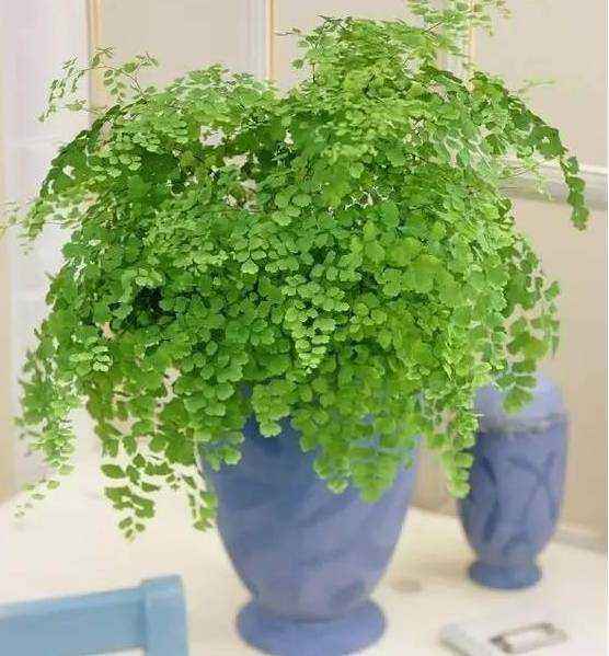 适合室内养的一年四季小绿植,冬季家里懒人好养殖的室内绿植