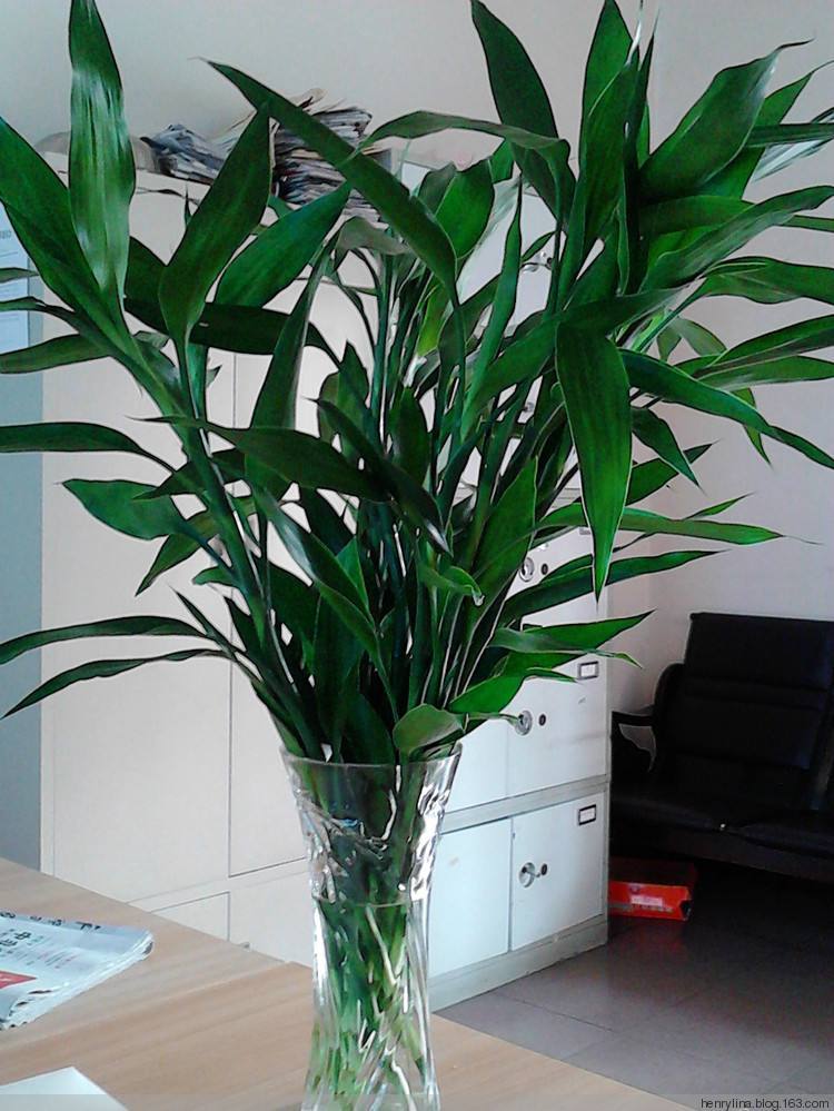 适合室内养的一年四季小绿植,冬季家里懒人好养殖的室内绿植