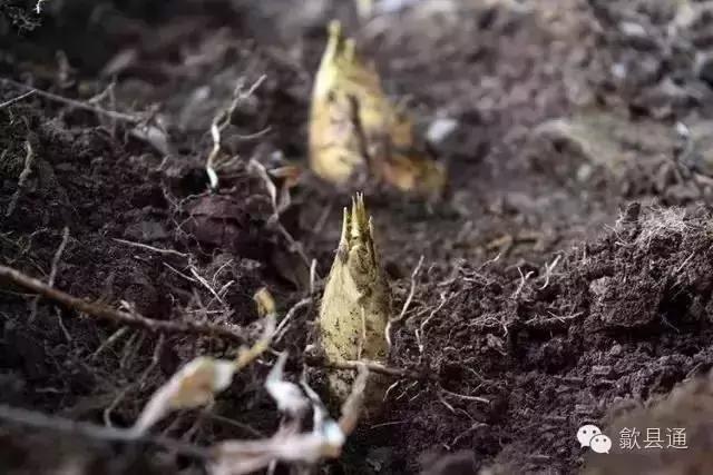 徽州正宗笋的做法,徽州的竹笋