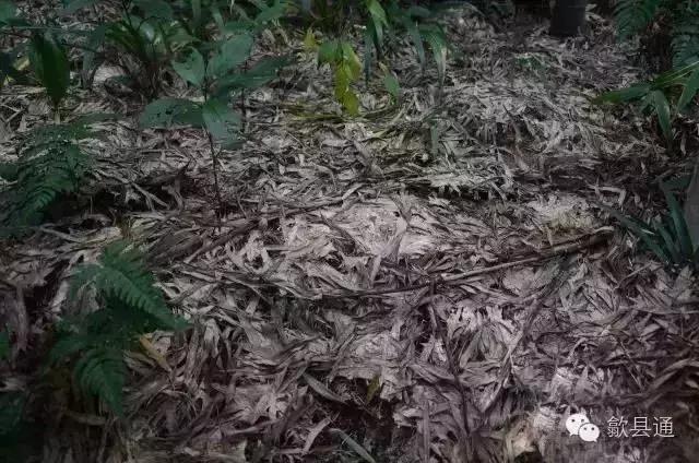 徽州正宗笋的做法,徽州的竹笋