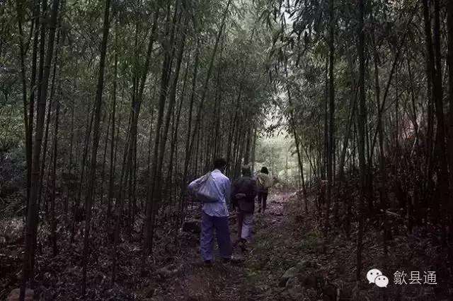 徽州正宗笋的做法,徽州的竹笋