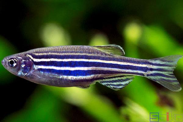 斑马鱼怎么变少了,斑马鱼的视频