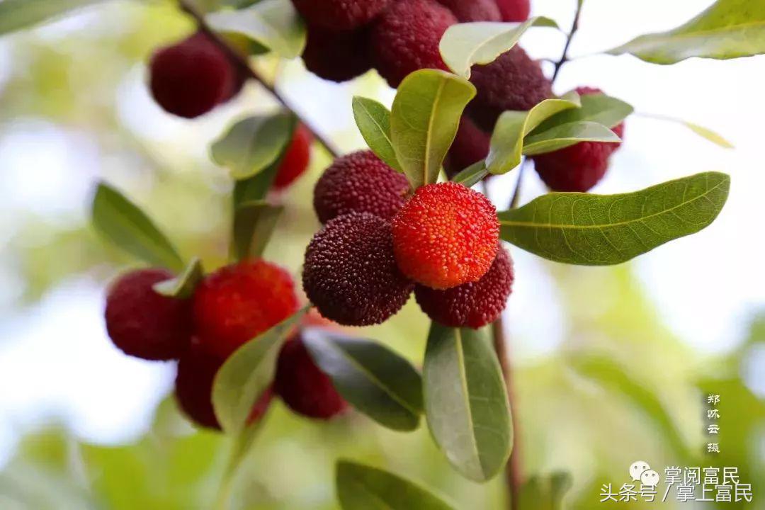 富民赋,富民产业赋能乡村振兴