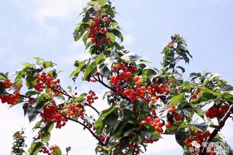 富民赋,富民产业赋能乡村振兴